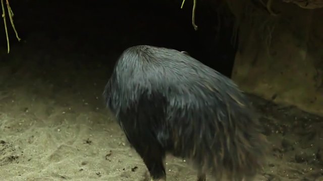 Video footage of a southern cassowary walking in the cage at the zoo. Cassowaries are ratites that are native to the tropical forests