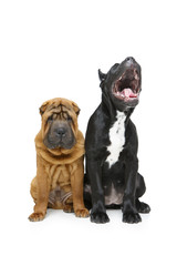 beautiful two puppy dogs