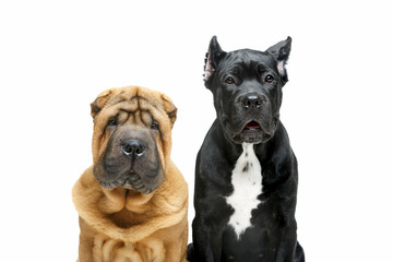 beautiful two puppy dogs
