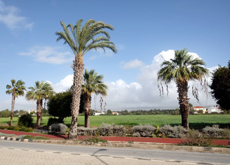 Spring landscape in tropical area with palms green grass, houses and mountains on horizon in bright sunny day