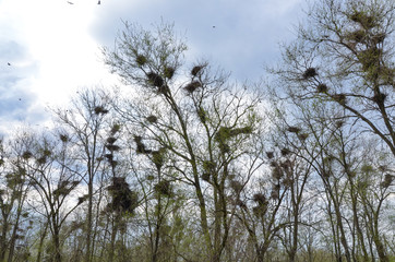 Obraz premium branches of cottonwood trees in steppe covered with lots of crows nests Novyy Yegorlyk, Rostov region, Russia