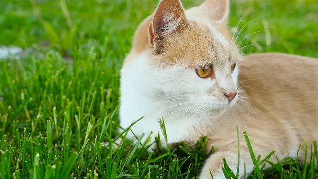 A cat with beautiful eyes lies on the grass. Close-up. Slow-motion filming.