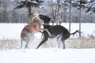 zwei Galgos spielen im Schnee miteinander
