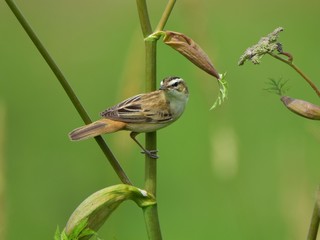 The sedge warbler (Acrocephalus schoenobaenus) sitting on a twig