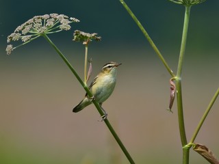 The sedge warbler (Acrocephalus schoenobaenus) sitting on a twig