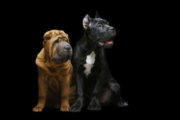 beautiful two puppy dogs