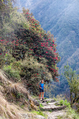 Trekker in the forest on the way to Annapurna base camp, Nepal