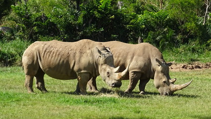 Obraz premium Australien´s Ostküste.. Sydney, Brisbane.. Natur pur: Sonne Strand, Meer, wildlife!