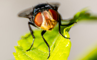 insect