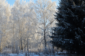 Winter. Park (birch und fir-tree)