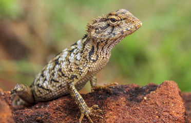 Lizard