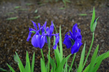 Iris laevigata-1