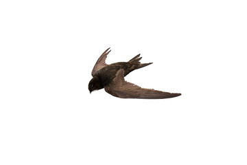  isolated dead bird on white.