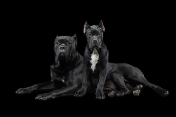 beautiful cane corso puppy and dog - 190874630
