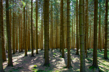 Wald am Morgen
