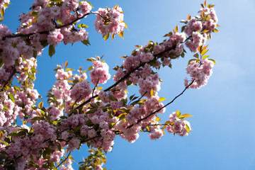 Cherry Blossoms