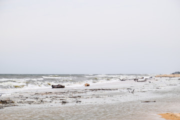 Coast of the sea after a storm. Thrown the trees ashore.