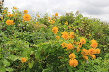 желтые цветы