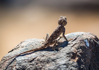 brown lizard on a rock looking at the distance