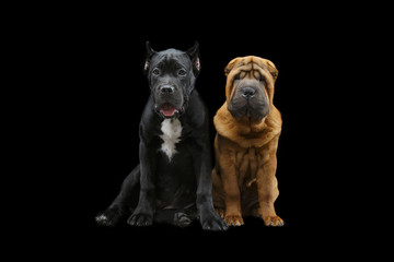 beautiful two puppy dogs