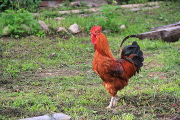 деревенская жизнь