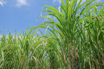 Sugarcane in farm with beautiful blue sky background