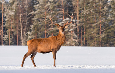 Naklejka na ściany i meble European wildlife landscape with snow and deer with big antlers.Portrait of Lonely elk.Desired trophy for hunters.Single adult noble deer with big beautiful horns on snowy field on forest background.