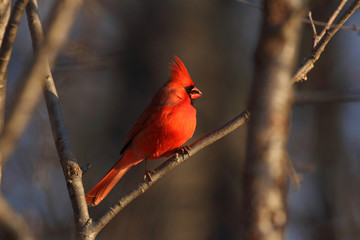 cardinal rouge dans un arbre
