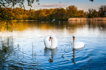 Swan's love