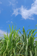 Fototapeta premium Sugarcane in farm with beautiful blue sky background