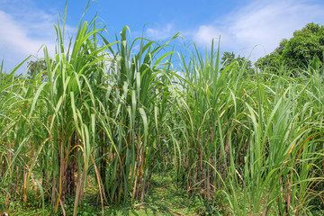 Sugarcane in farm with beautiful blue sky background