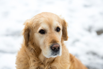 Obraz premium dog retriver golden pet golden retriver