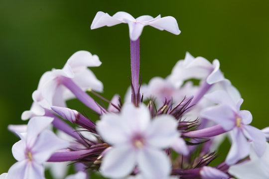A lilac phlox in the garden.