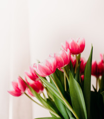 Pink tulip flowers for spring background top view in flat lay style. Womans or Mothers Day greeting card