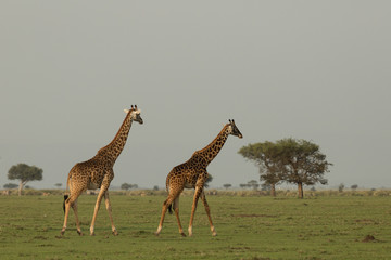 giraffe walking across the grasslands of the Maasai Mara, Kenya
