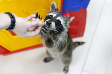 the raccoon stretches his legs, feeding from hand