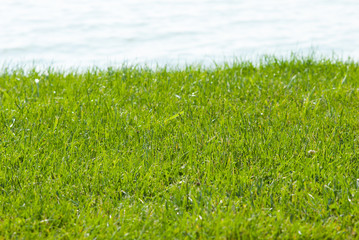 summer lakeside background, focus on turf grass and blur waves