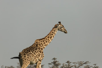 giraffe walking across the grasslands of the Maasai Mara, Kenya