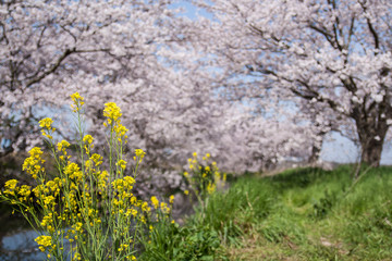 Cherry blossoms in Japan