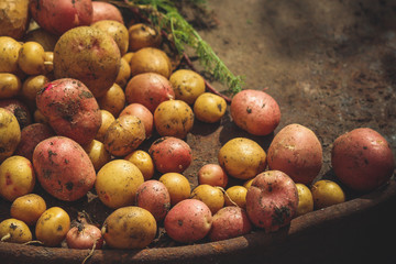 fresh vegetables: beets, carrots, onions, garlic, potatoes, dill greens and parsley (harvest)