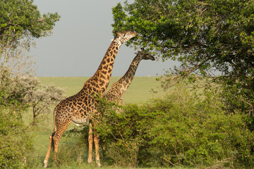 Obraz premium giraffe eating on the grasslands of the Maasai Mara, Kenya