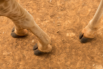 Naklejka premium feet and legs of a Rothschild giraffe, Nairobi, Kenya