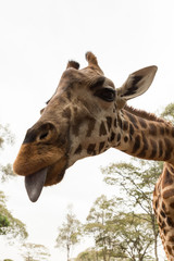 closeup of a Rothschild giraffe