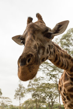 closeup of a Rothschild giraffe