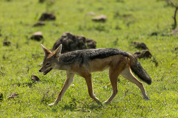 a single jackal walks across the grasslands of the Maasai Mara, Kenya