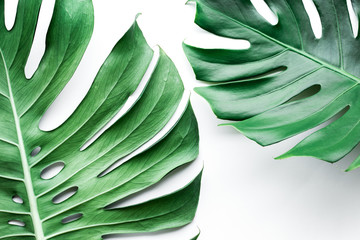 Real monstera leaves set on white background.Tropical,botanical nature concepts ideas.flat lay © hakinmhan