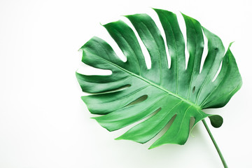 Real monstera leaves on white background.Tropical,botanical nature concepts ideas.flat lay.