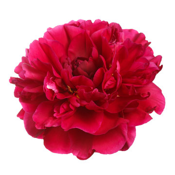 Red peony isolated on white background.