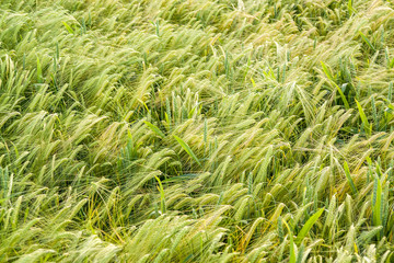 barley field closeup