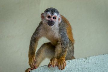 Squirrel Monkey playing in Costa Rica